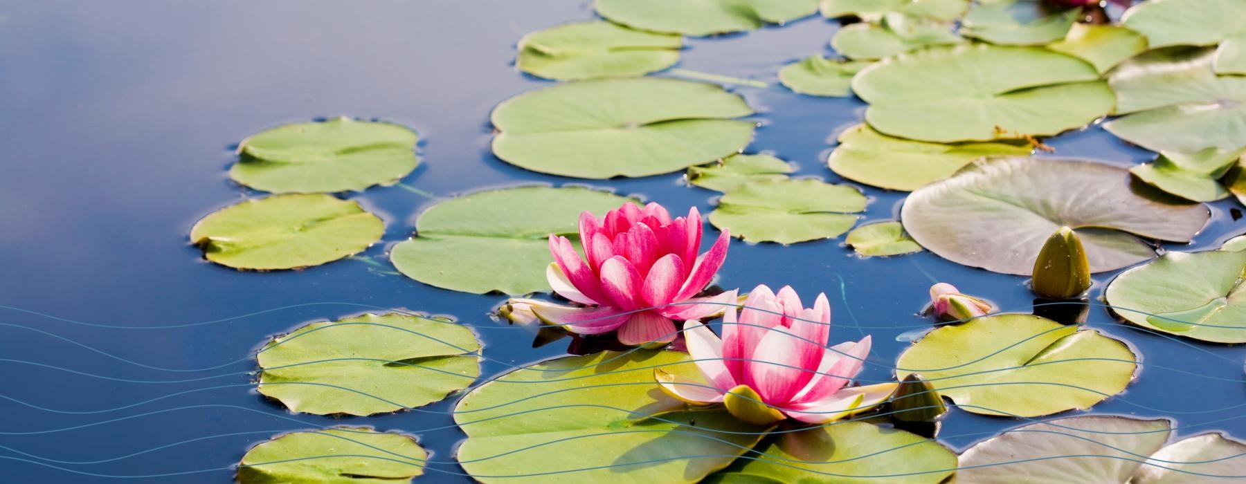 a pink flower floating on water